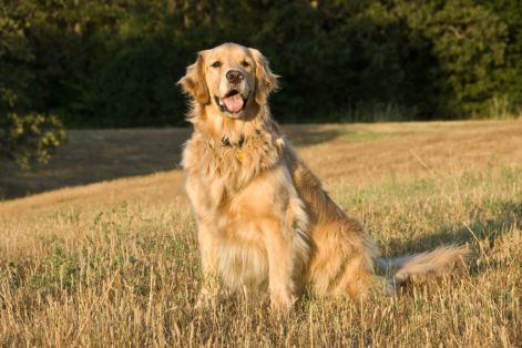 golden-retriever.jpg