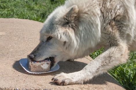 wolf_cake.jpg