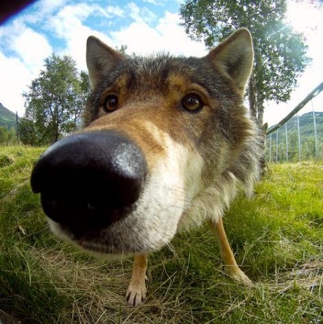 wolf_camera.jpg