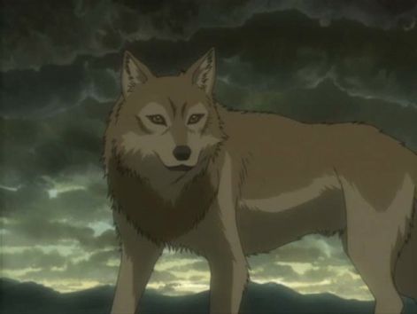 wolfsrain3.jpg